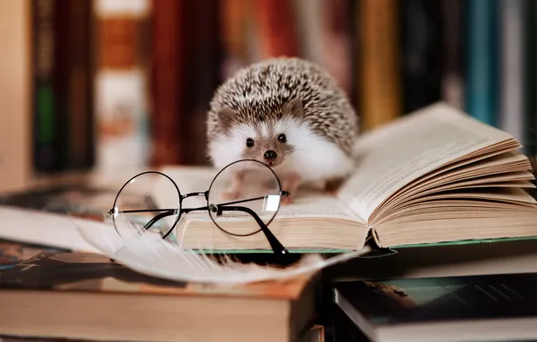 Look, pen, books, glasses, hedgehog, library, stack, a lot