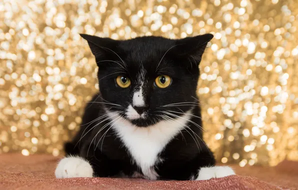 Picture eyes, cat, background