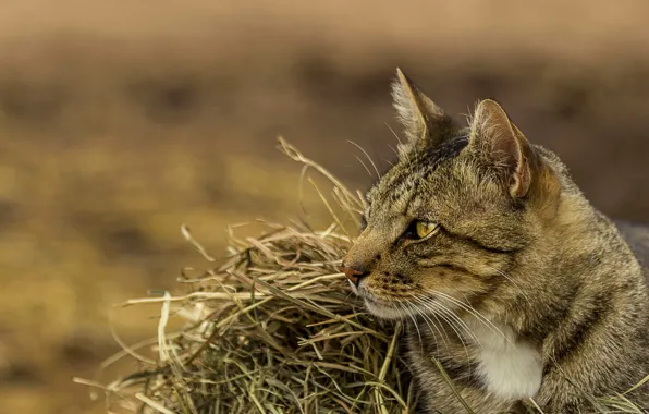 Cat, cat, portrait, hay, straw