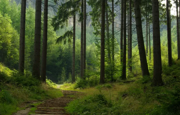 Picture road, forest, trail