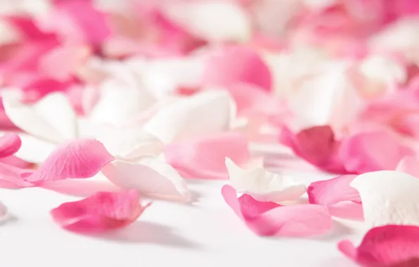 Picture love, flowers, red, pink, mood, rose, rose petals