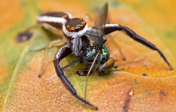 Jumper, macro, fly, background, the victim, the Hoppy, spider