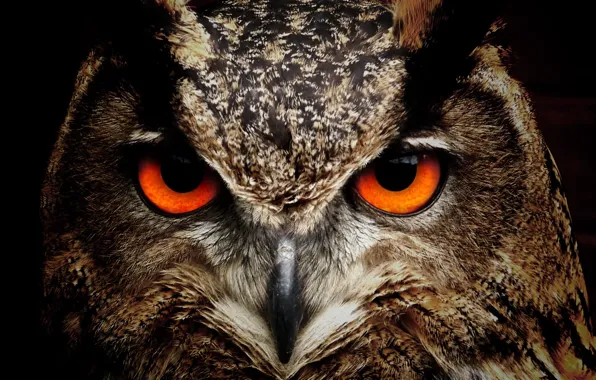 Picture eyes, look, owl, Bird