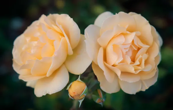 Picture macro, Rosa, roses, petals, Bud, Duo, yellow