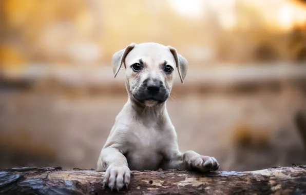 Look, nature, pose, background, portrait, legs, dog, puppy