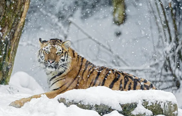 Picture winter, snow, tiger, stone, predator
