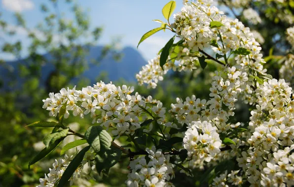 Picture flowers, flowering, cherry