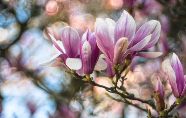 Flowers, branches, spring, buds, flowering, bokeh, Magnolia