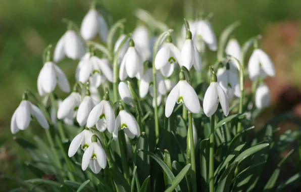 Flowers, blur, spring, snowdrops, white, Bush