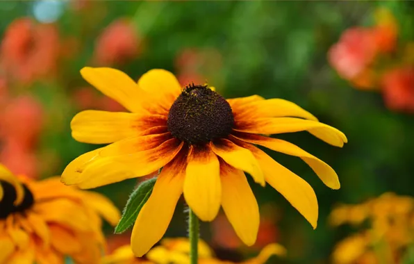 Picture Macro, Yellow flower, Yellow flower