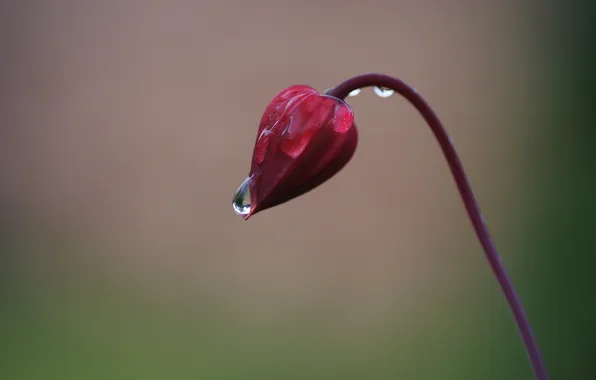 Picture flower, drops, focus, Bud