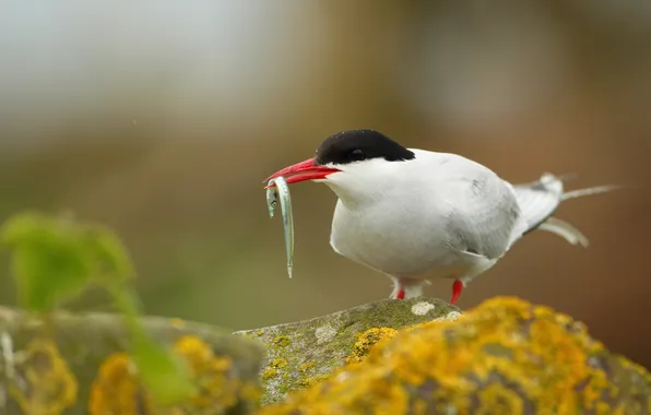 Stones, bird, moss, polar, catch, tern