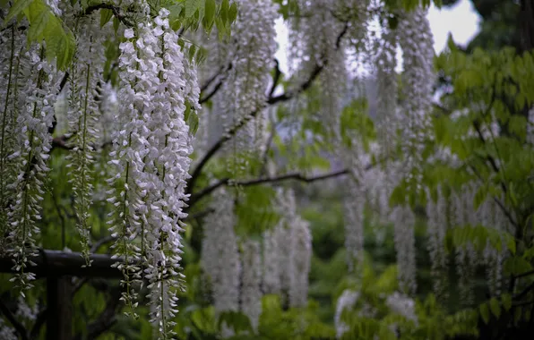 Flowers, branches, white, brush, Wisteria