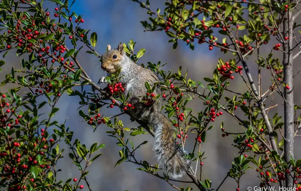 Picture trees, berries, protein