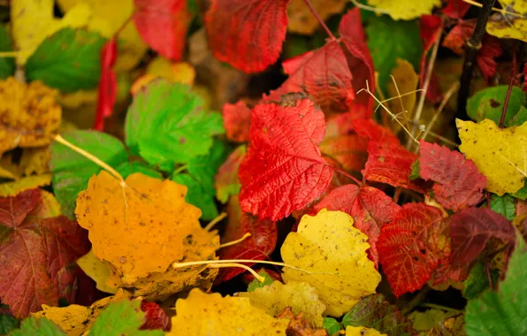Autumn, leaves, color, the crimson