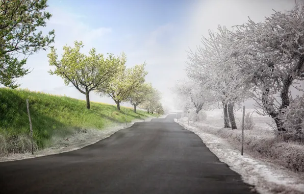 Frost, road, greens, trees