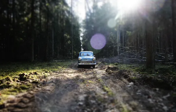Trees, green, forest, moskvich