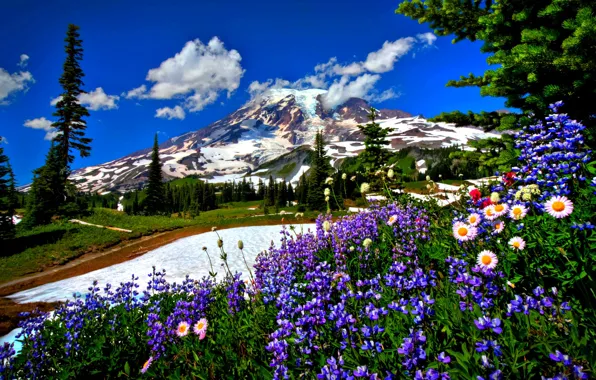 Picture forest, snow, flowers, Mountains