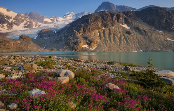 Picture summer, flowers, mountains, stones, shore, pond