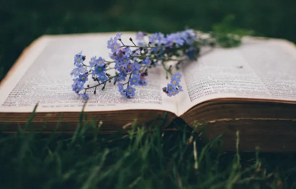 Picture macro, flowers, book