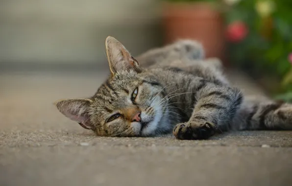 Cat, cat, look, pose, face