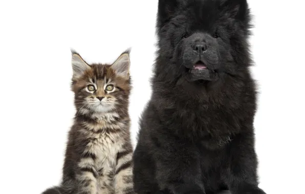 Cat, puppy, kitty