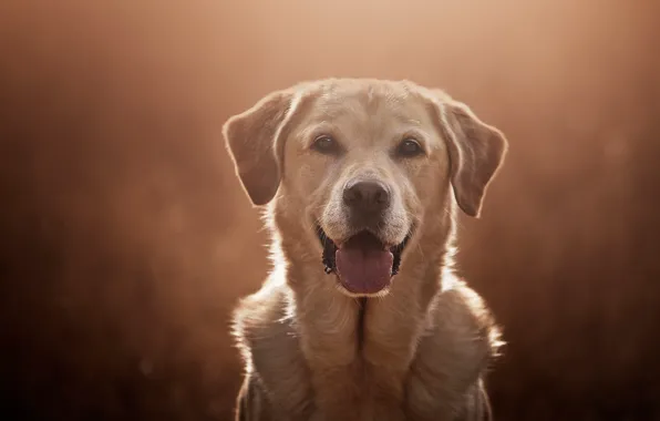 Picture look, face, background, portrait, dog, Labrador Retriever