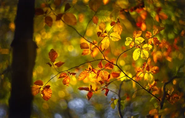 Autumn, light, branches, foliage, yellow, bokeh, autumn leaves