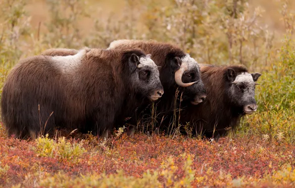 Autumn, look, leaves, vegetation, wool, three, trio, bulls