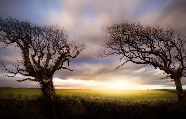 Field, the sky, trees
