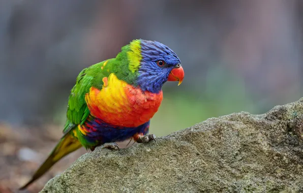 Picture stones, background, bird, parrot, rainbow lorikeet