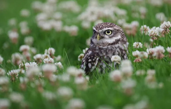 Look, flowers, owl, bird, glade, clover, owl, sychik