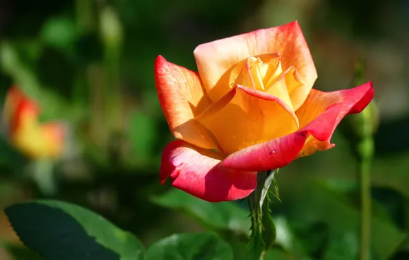 Picture leaves, light, flowers, orange, background, one, bright, roses
