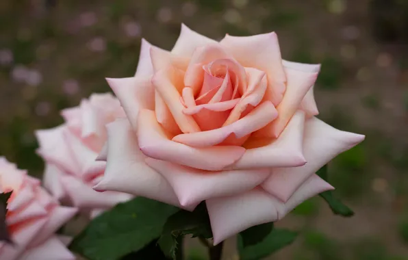 Macro, pink, rose, petals, Bud