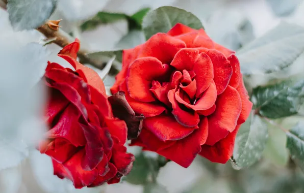 Leaves, flowers, roses, red, Duo, buds, bokeh