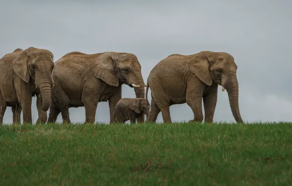 Field, the sky, elephant, elephants, family, the herd, the elephant, elephant