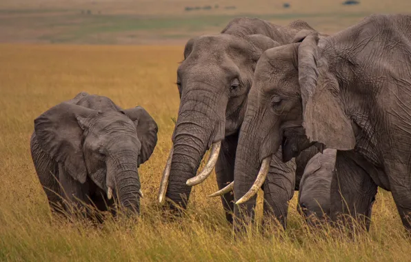Savannah, Africa, elephants, family, elephant