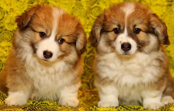 Picture dogs, yellow, background, portrait, puppies, fabric, fluffy, red