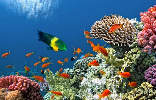 Fish, underwater world, underwater, ocean, fishes, tropical, reef, coral