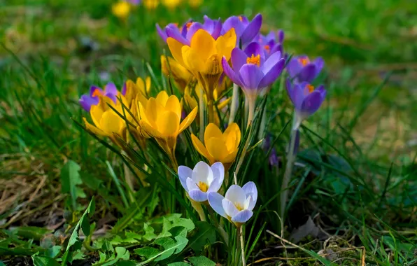 Flowers, spring, yellow, crocuses, white, clearing, primroses, lilac