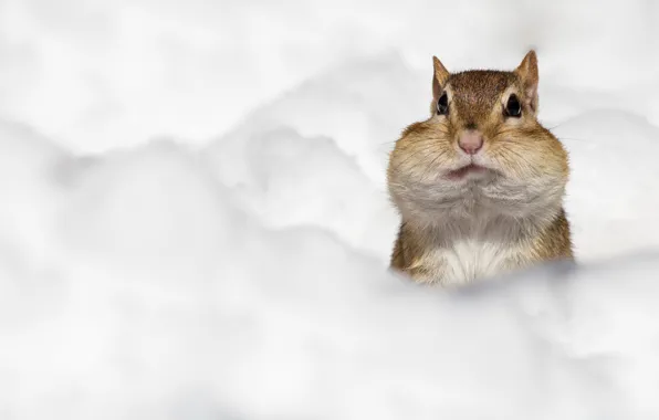Picture winter, look, snow, muzzle, the snow, white background, Chipmunk, Peeps