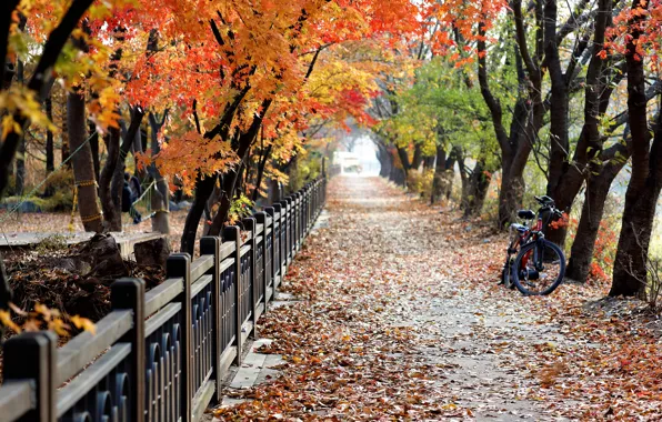 Road, autumn, trees, branches, bike, Park, foliage, the fence