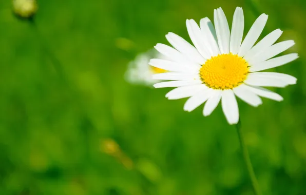 Picture field, white, flower, yellow, petals, Daisy, green
