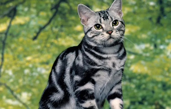 Cat, summer, pinstripes