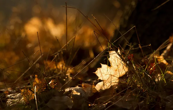 Autumn, grass, leaves, macro