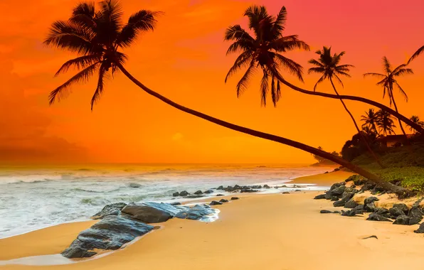 Picture sand, sea, beach, sunset, palm trees, shore, beach, sea