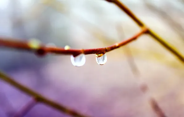Picture drops, branches, beautiful