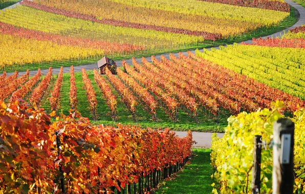 Picture house, photo, Wallpaper, landscapes, the vineyards