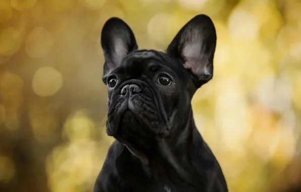 Autumn, look, light, yellow, background, portrait, dog, black