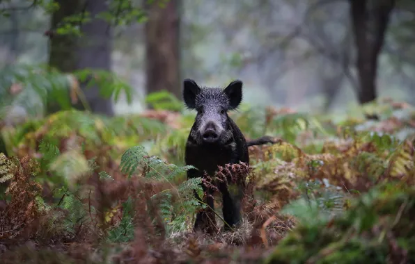Forest, nature, thickets, black, walk, boar, fern, young
